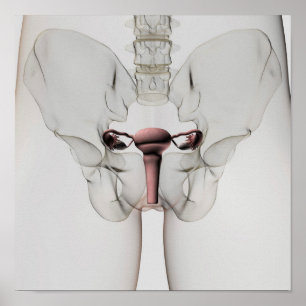 3D View Of Female Reproductive System Poster