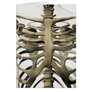 3D View Of Female Sternum And Rib Cage