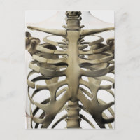 3D View Of Female Sternum And Rib Cage