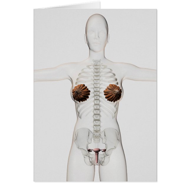 3D View Of The Female Reproductive System (Front)