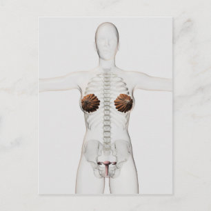 3D View Of The Female Reproductive System Postcard