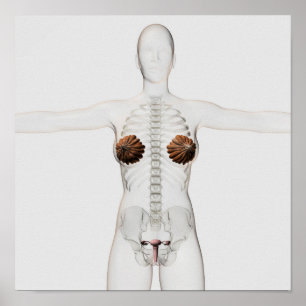 3D View Of The Female Reproductive System Poster