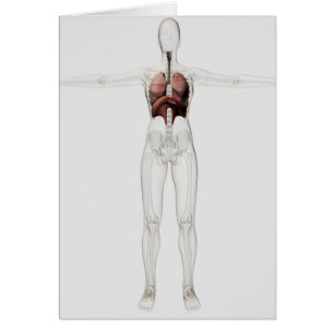 3D View Of The Female Respiratory System