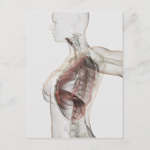 3D View Of The Female Respiratory System 2 Postcard