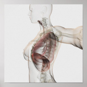 3D View Of The Female Respiratory System 2 Poster