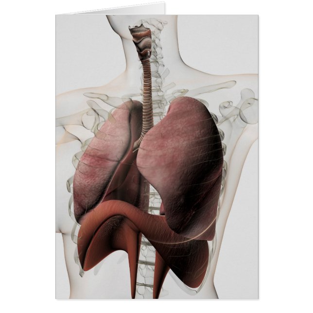 3D View Of The Female Respiratory System 3 (Front)