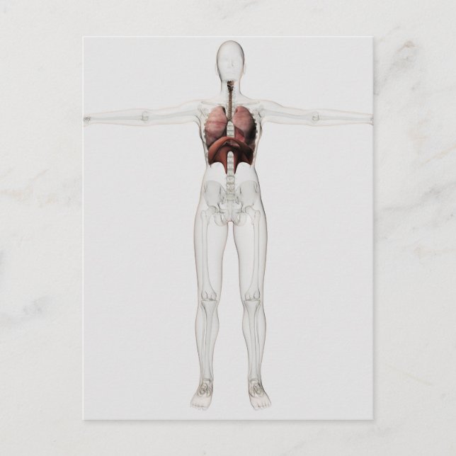3D View Of The Female Respiratory System Postcard (Front)