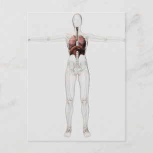 3D View Of The Female Respiratory System Postcard