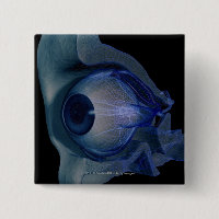 3d wireframe of the eye muscles in a socket