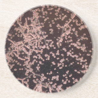 3D Yeast microscopic wet mount Coaster