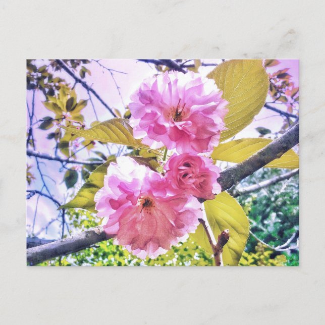 3PINK BLOSSOMS LIGHT POSTCARD (Front)