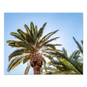 4024-Palm Tree with Sunburst Photo Print