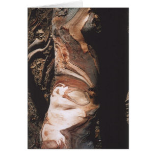 40. Bark Patterns, California