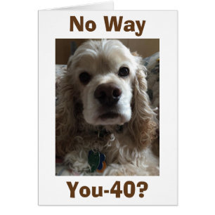 "40" NO WAY SAYS THIS CUTE COCKER SPANIEL