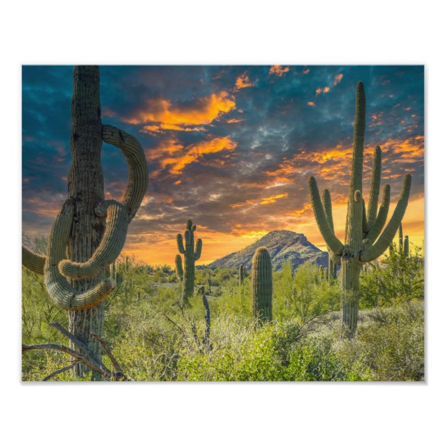 4792-2-Desert Landscape at Sunset Photo Print (Front)
