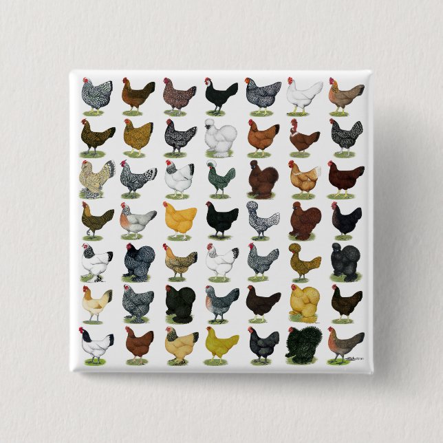 49 Chicken Hens 15 Cm Square Badge (Front)