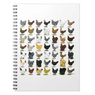 49 Chicken Hens Notebook