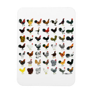 49 Roosters Magnet