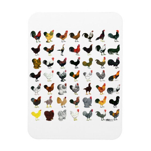 49 Roosters Magnet (Vertical)