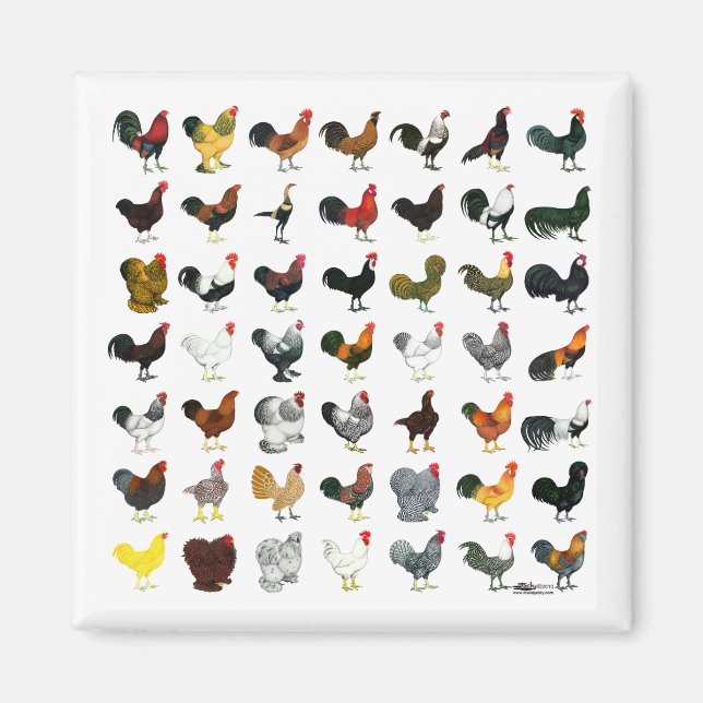 49 Roosters Magnet (Front)