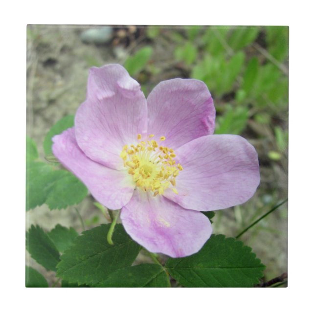 4.25" x 4.25" Square Tile Woods Rose Pink Flower (Front)