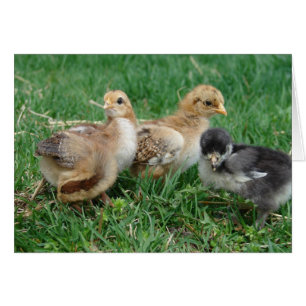4 Bantam Chicks