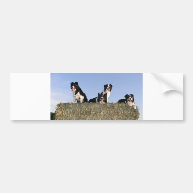 4 border collies bumper sticker (Front)
