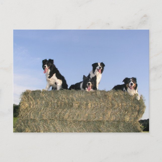 4 border collies.png postcard (Front)