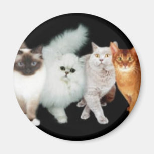 4 cats magnet