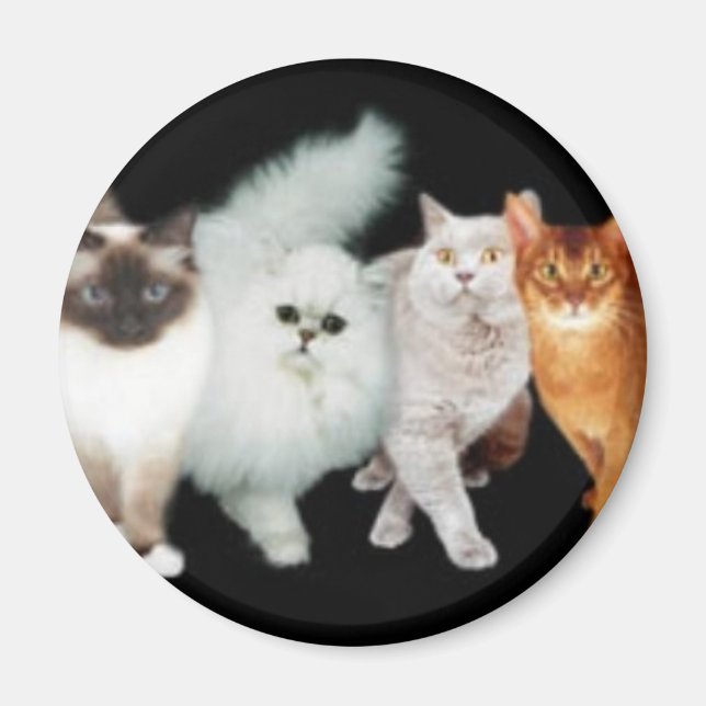 4 cats magnet (Front)