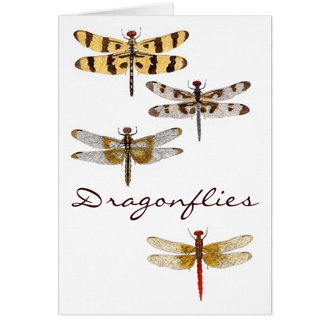 4 Dragonflies (Front)