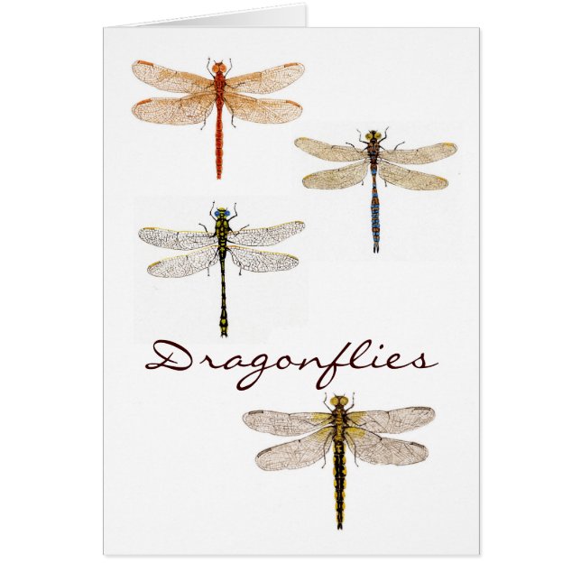 4 Dragonflies (Front)