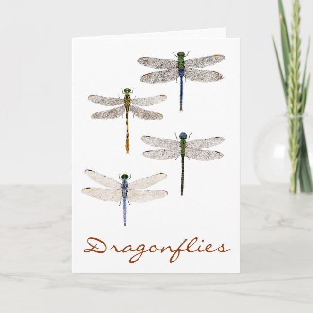 4 Dragonfly Species Card (Front)