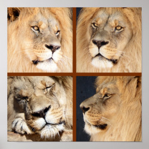 4 Faces of the Lion Poster