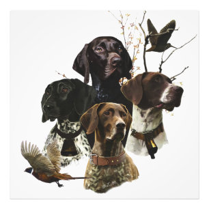 4 German Shorthaired Pointer Colours Photo Print