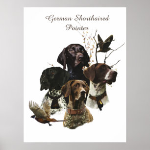4 German Shorthaired Pointer Colours Poster