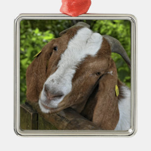 4-H Boer Goat Nanny Metal Ornament