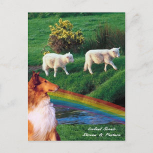 4.  Ireland Stream with Collie and Sheep Postcard