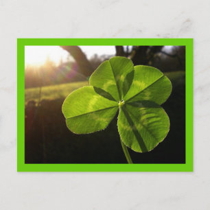 4 Leaf Clover Postcard