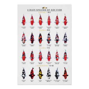 4 main species of koi fish poster