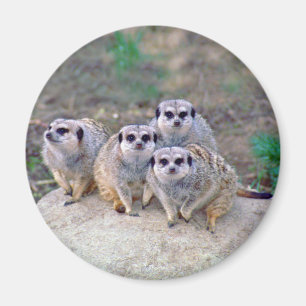 4 Meerkats Peering Magnet