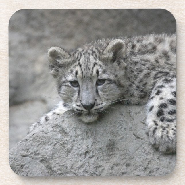 4 month old Snow leopard cub draped over a rock Coaster (Front)