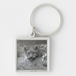 4 month old Snow leopard cub draped over a rock Key Ring