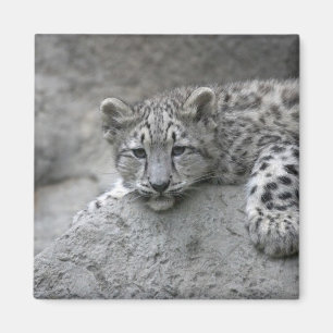 4 month old Snow leopard cub draped over a rock Magnet