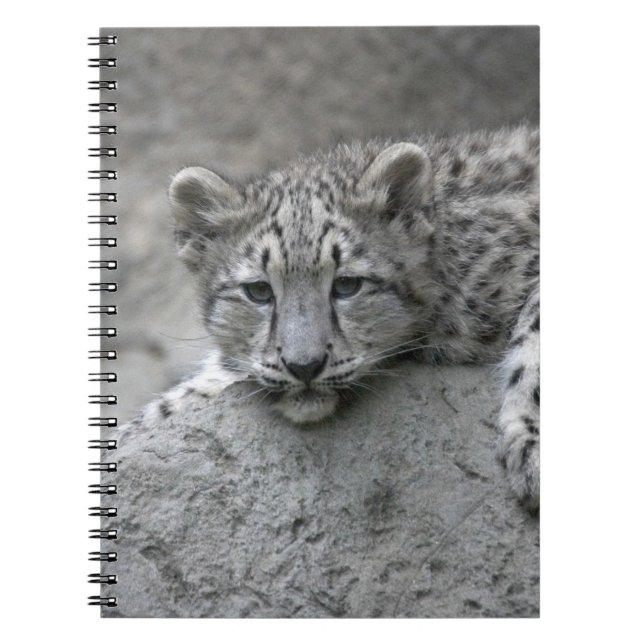 4 month old Snow leopard cub draped over a rock Notebook (Front)