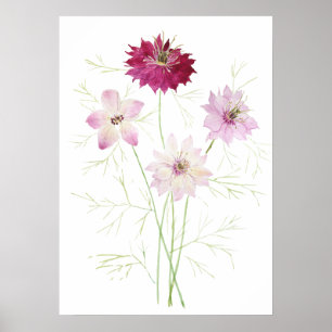 4 pink magenta nigella flower flowers wildflower poster