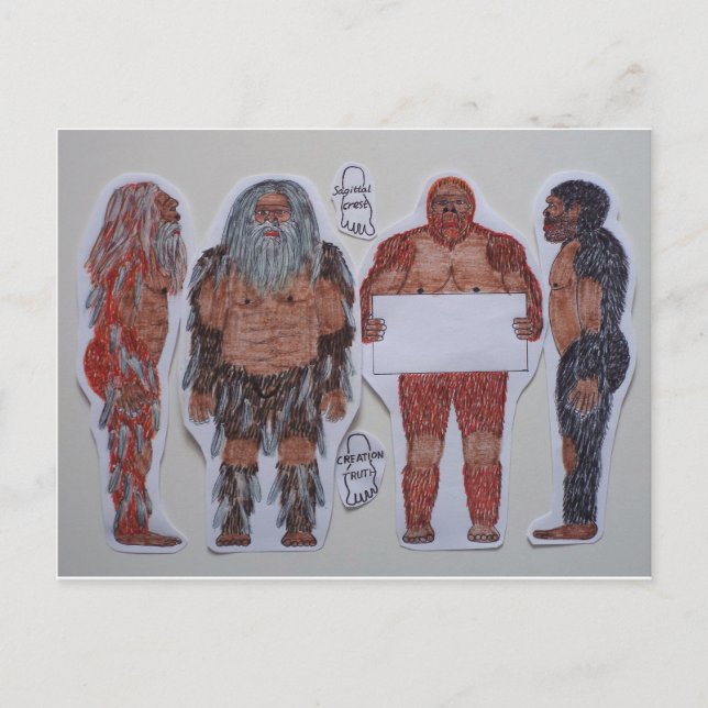 4 Sagittal crest bigfoot, Postcard (Front)