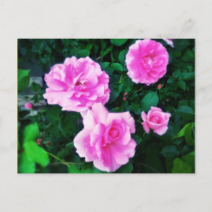 4ROSES POSTCARD