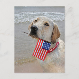 4th of July Labrador Retriever with Flag Holiday Postcard