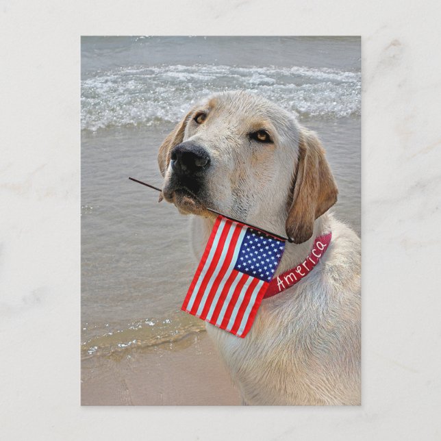 4th of July Labrador Retriever with Flag Holiday Postcard (Front)